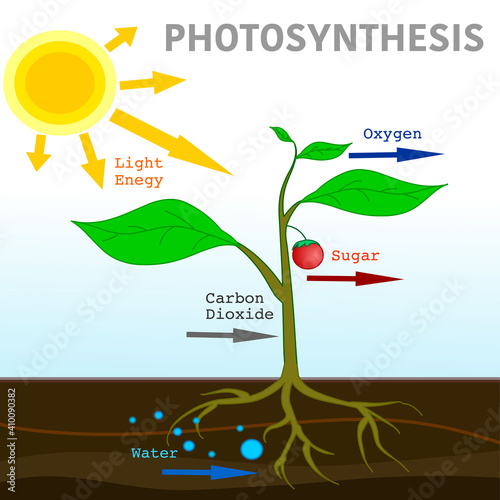 Photosynthesis diagram. Convert light energy content carbohydrates. Sun light into chemical energy, splits water to liberate oxygen, and fixes carbon dioxide into sugar. Illustration Vector