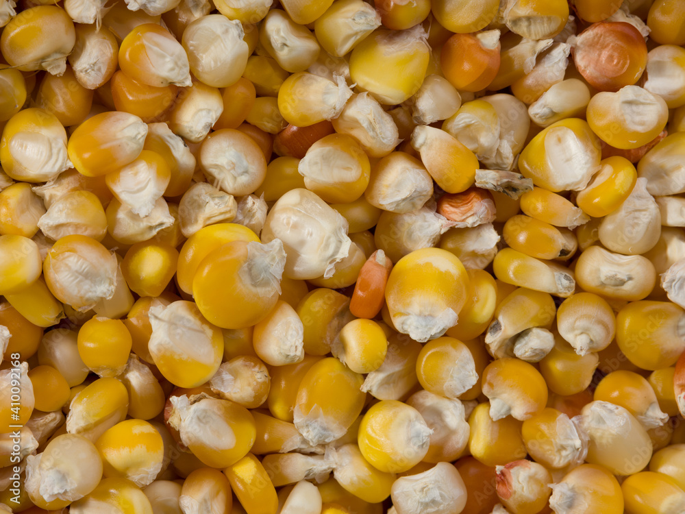 Organic close up corn grains as background Organic close up corn grains as background