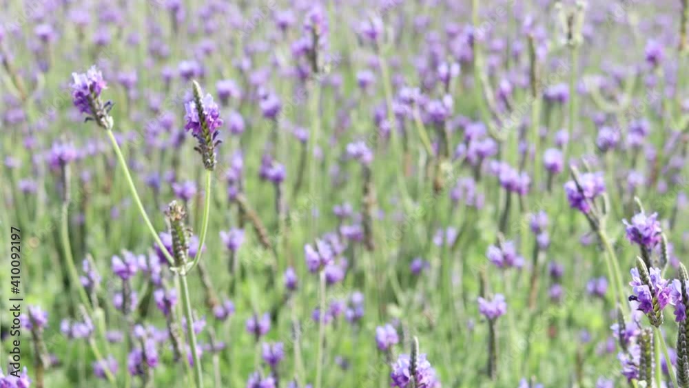 Beautiful blooming purple lavender flowers blowing in wind, violet fragrant lavender flower in field. Perfume ingredient and aromatherapy product Beautiful blooming purple lavender flowers blowing in wind, violet fragrant lavender flower in field. Perfume ingredient and aromatherapy product