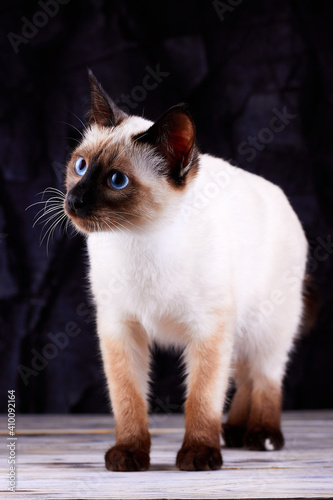 Portrait of a little blue-eyed Mekong bobtail cat