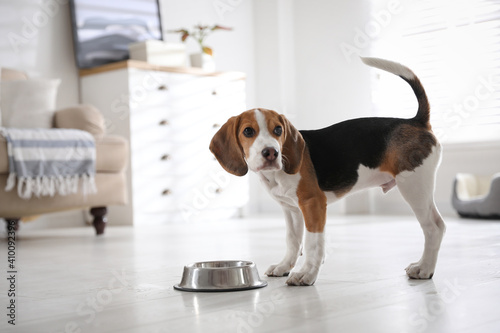Cute Beagle puppy near feeding bowl at home. Adorable pet