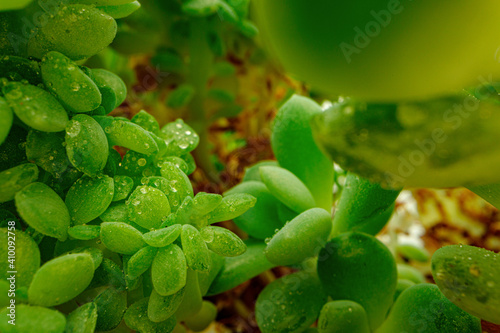 Macro of dew drops on leaves of succulent plant
