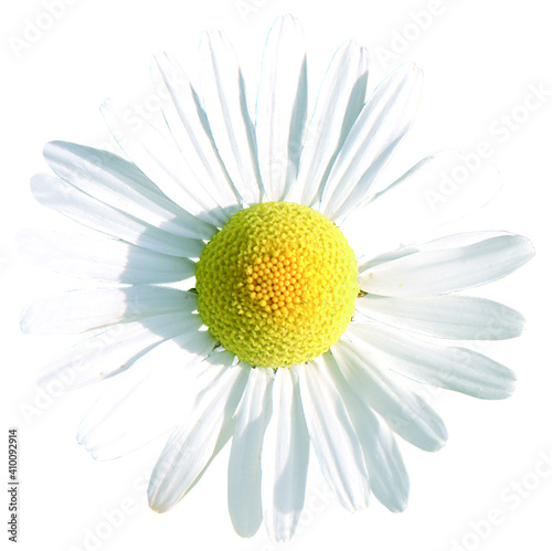 kamillenblüte