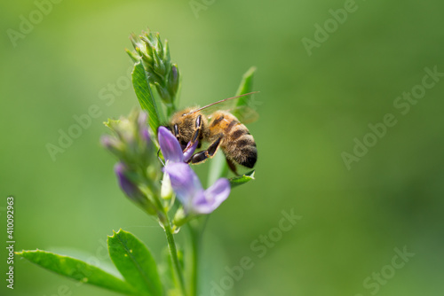 Honey bee pollinates alfalfa flower on natural background © Bettapoggi