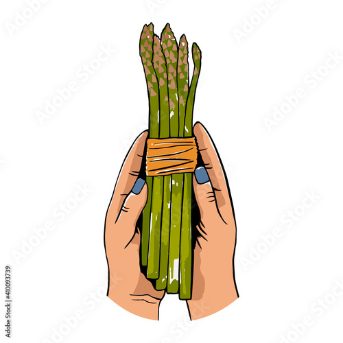 Asparagus cooking concept, top down view on woman hands holding fresh bunch of asparagus isolated on white background. Healthy cooking idea. Vector