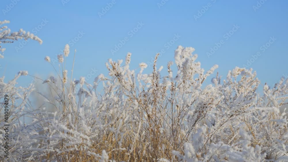 Beautiful dry grass covered with snow in the hoarfrost fluttering in a light breeze against a blue sky Beautiful dry grass covered with snow in the hoarfrost fluttering in a light breeze against a blue sky