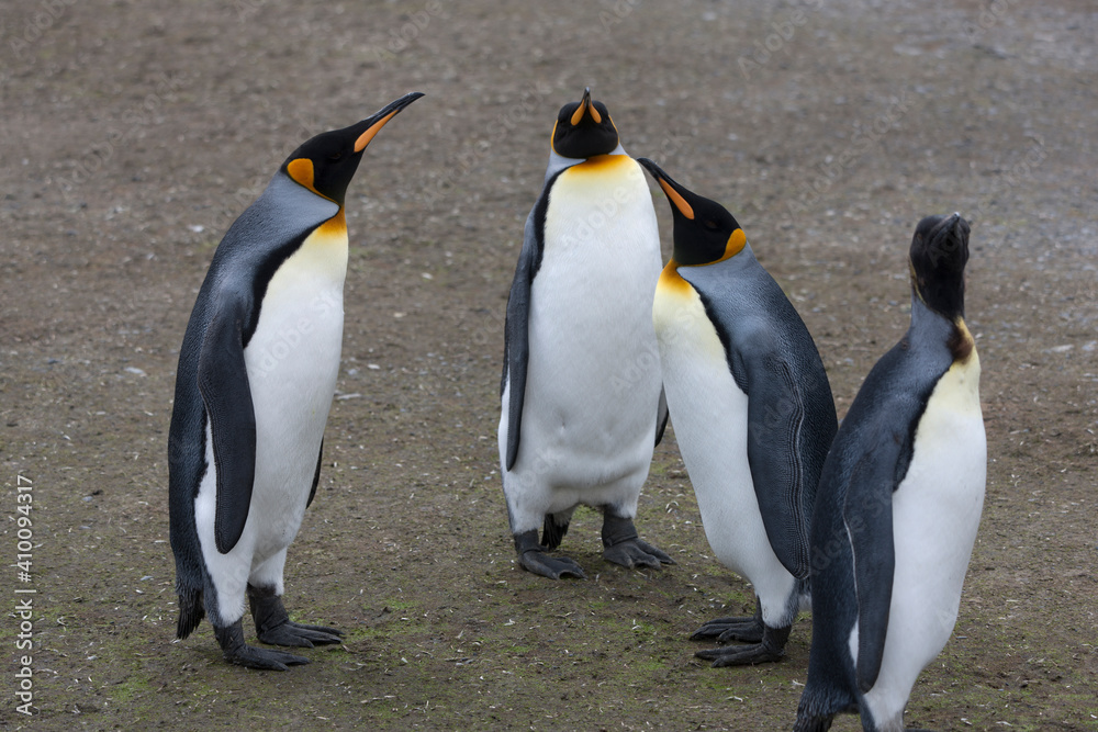 Fototapeta premium South Georgia group of king penguins on a sunny winter day