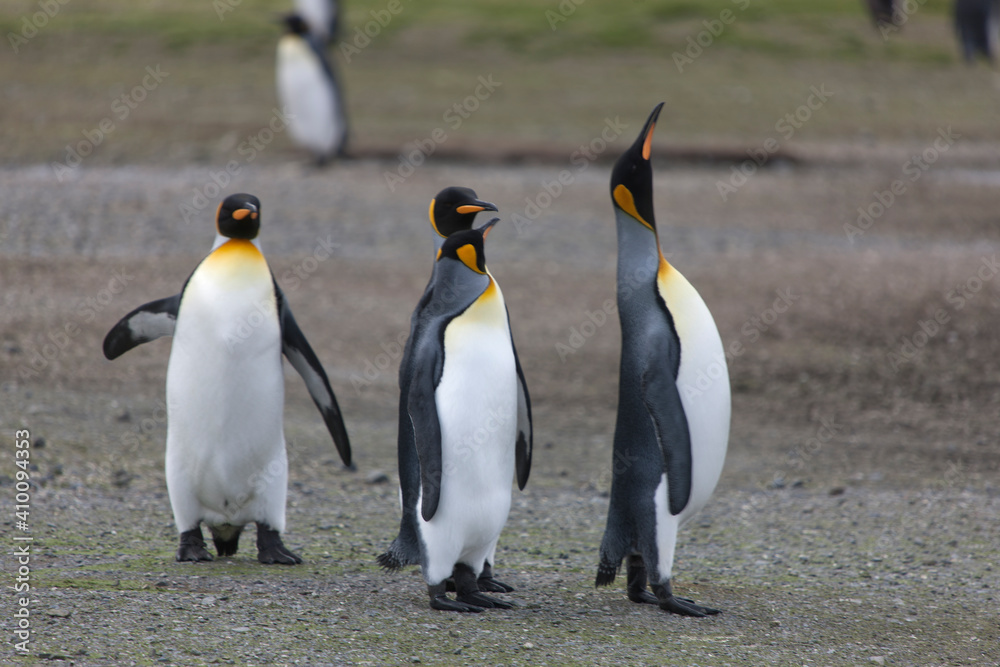 Fototapeta premium South Georgia group of king penguins on a sunny winter day 