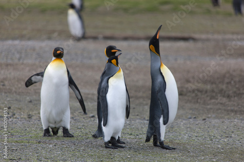 South Georgia group of king penguins on a sunny winter day 