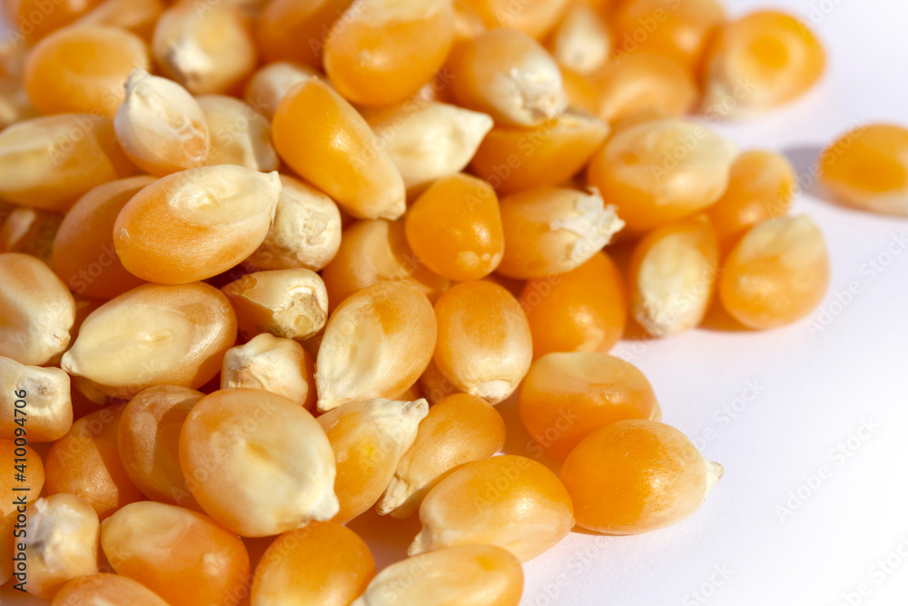 Corn kernels on a white background Corn kernels on a white background