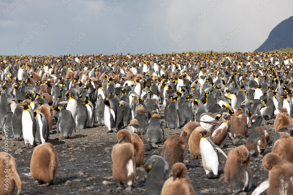 Obraz premium South Georgia colony of king penguins on a sunny winter day 