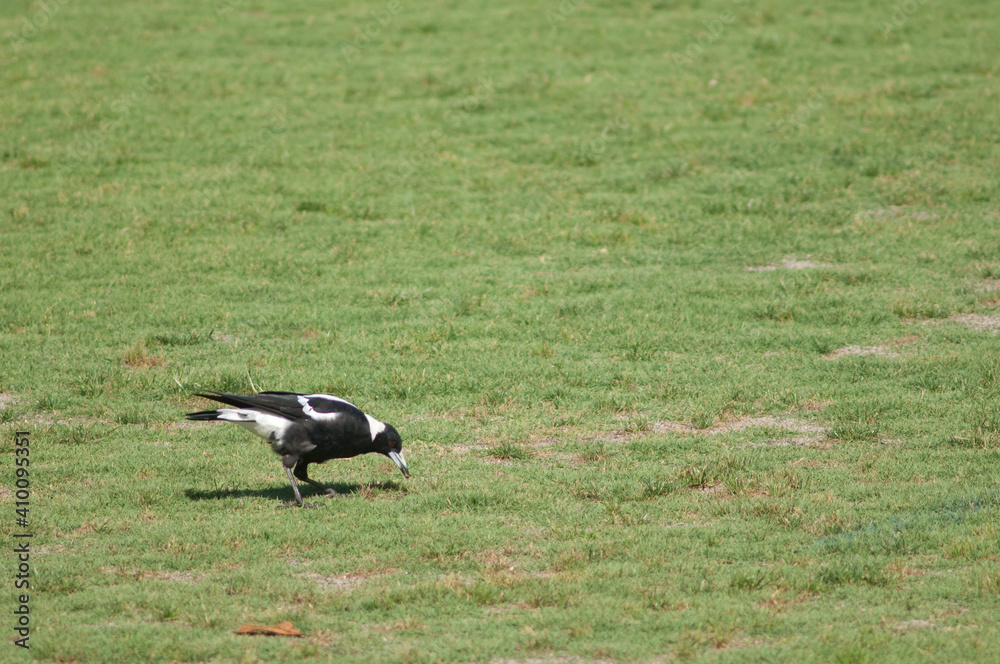 Obraz premium Australian magpie Gymnorhina tibicen feeding. Auckland. North Island. New Zealand.