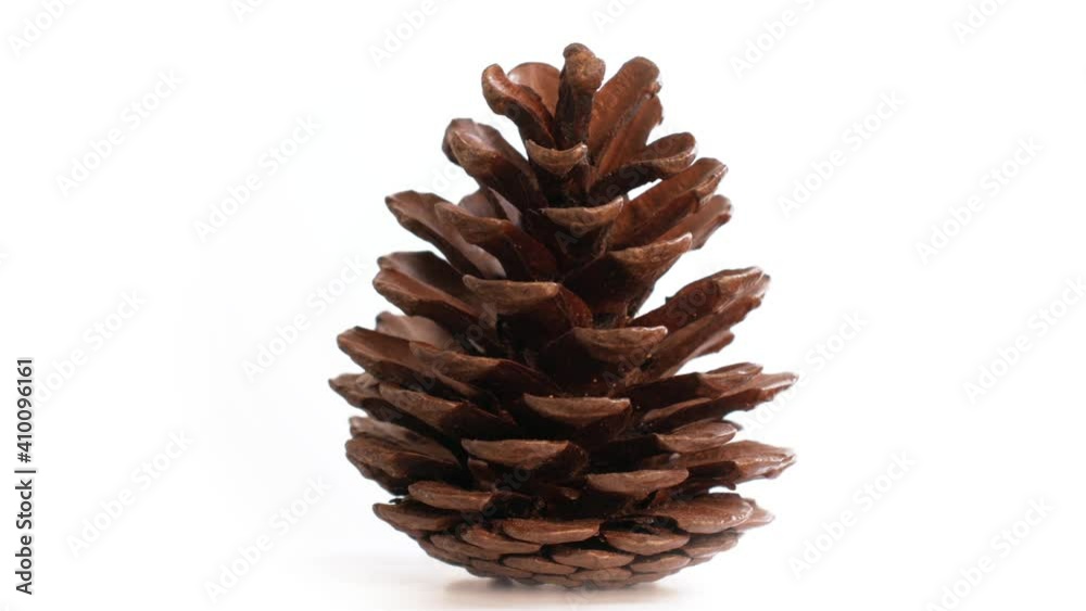 Opened pine cone on a white background moving on a turntable Opened pine cone on a white background moving on a turntable