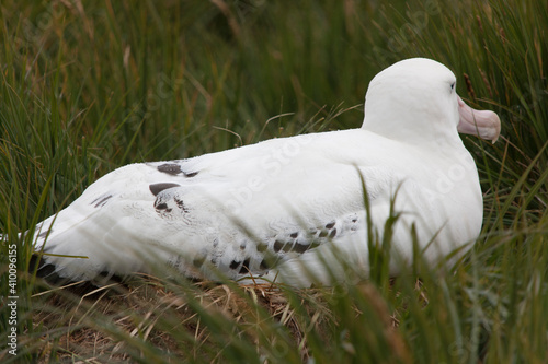 South Georgia white albatross on the ground close up on a cloudy winter day 