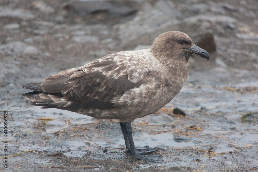 South Georgia skua close up on a cloudy winter day South Georgia skua close up on a cloudy winter day