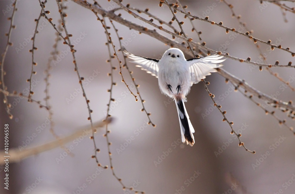 児玉 孝博 Photos Images Assets Adobe Stock