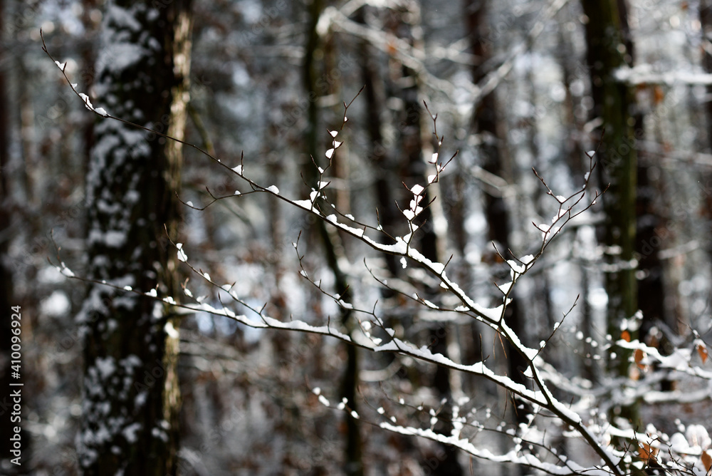 .A twig in the forest, snowy in winter.