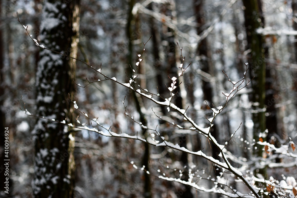 .A twig in the forest, snowy in winter. .A twig in the forest, snowy in winter.