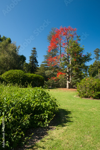 Garden with a Illawarra flame tree Brachychiton acerifolium in the background. Auckland Domain. Auckland. North Island. New Zealand. photo