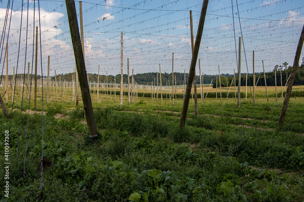 Obraz premium Hopfengarten