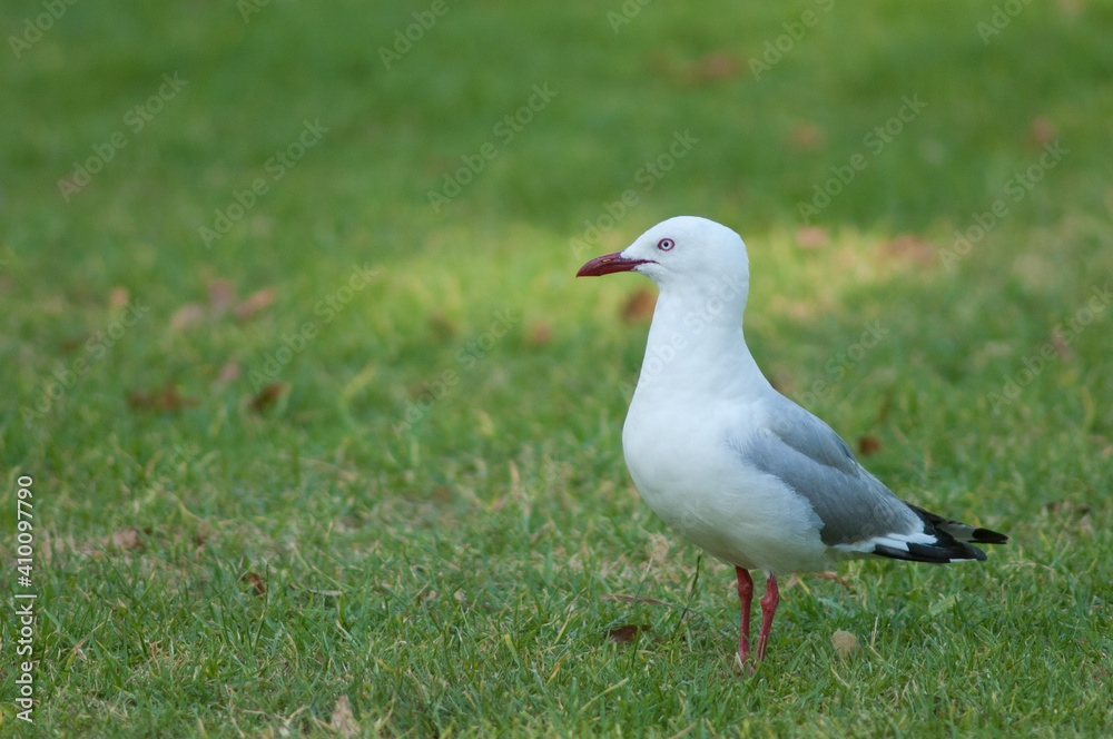 Red-billed gull Chroicocephalus novaehollandiae scopulinus. Auckland Domain. Auckland. North Island. New Zealand. Red-billed gull Chroicocephalus novaehollandiae scopulinus. Auckland Domain. Auckland. North Island. New Zealand.