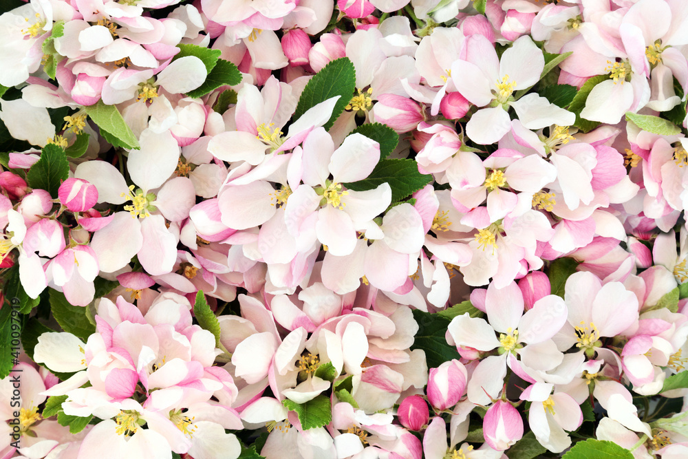 Beautiful nature apple blossom flowers in Spring background.  