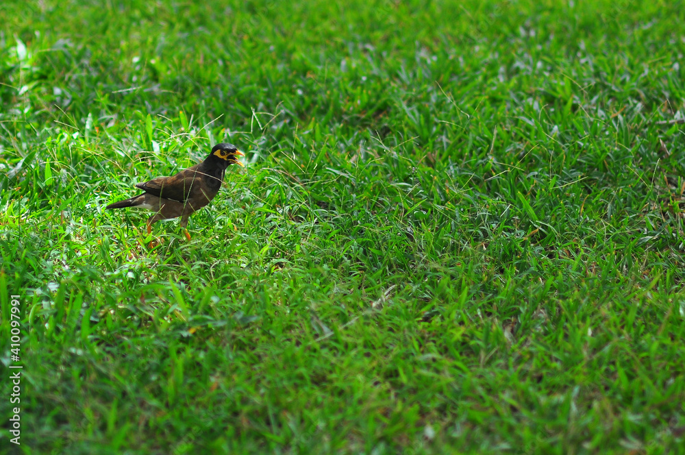 Myna ordinary. Vietnam. Jumping on the green grass. Myna ordinary. Vietnam. Jumping on the green grass.
