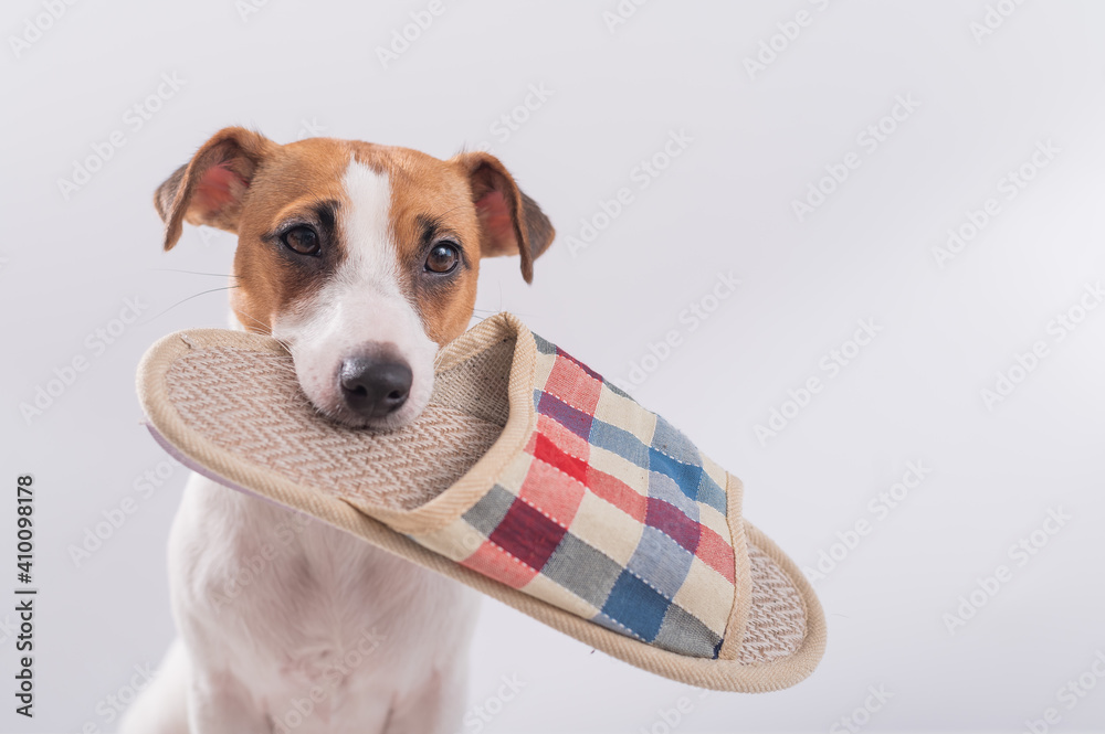 The dog holds in his mouth a slipper on a white background