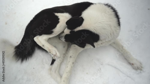 The dog licks its belly in the groin area