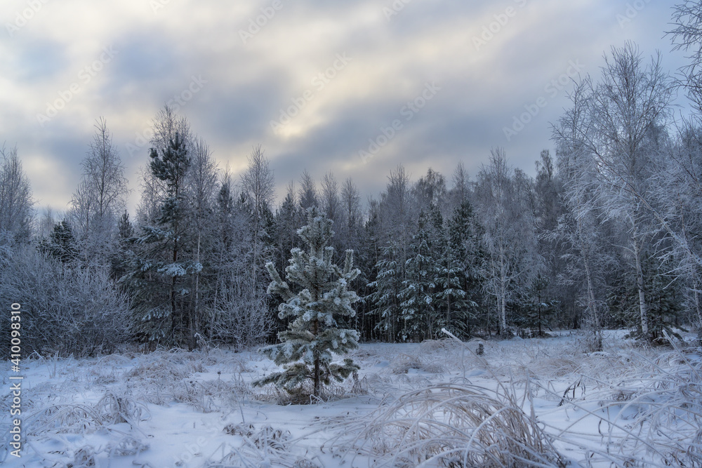 Dim forest landscape on a cloudy winter day with a blanket of snow on the ground and a beautiful yellow-gray sky. The muted colors of nature and the variety of trees make the photograph mysterious Dim forest landscape on a cloudy winter day with a blanket of snow on the ground and a beautiful yellow-gray sky. The muted colors of nature and the variety of trees make the photograph mysterious