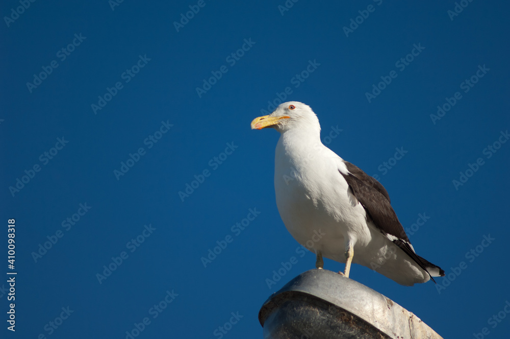 Black-backed gull Larus dominicanus perched on a street lamp. Clifton. North Island. New Zealand. Black-backed gull Larus dominicanus perched on a street lamp. Clifton. North Island. New Zealand.