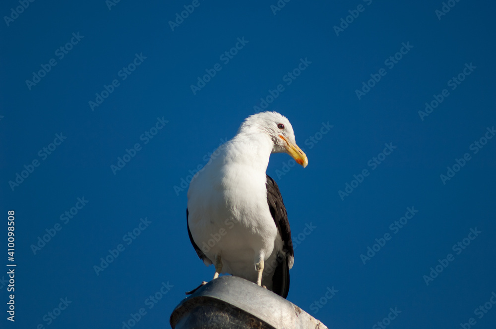 Black-backed gull Larus dominicanus perched on a street lamp. Clifton. North Island. New Zealand.