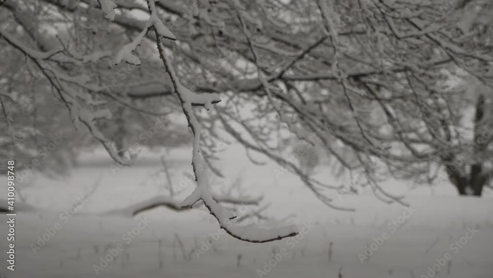 trees in snow