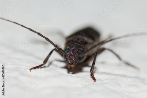 Burnt pine longhorn beetle Arhopalus tristis. Clifton. North Island. New Zealand.