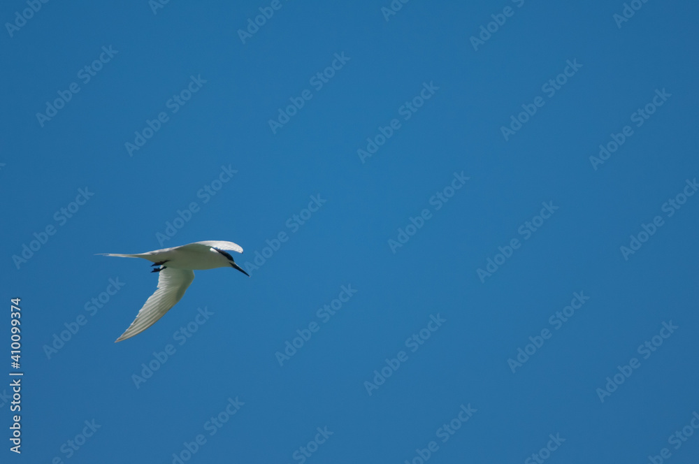 White-fronted tern Sterna striata in flight. Cape Kidnappers Gannet Reserve. North Island. New Zealand. White-fronted tern Sterna striata in flight. Cape Kidnappers Gannet Reserve. North Island. New Zealand.