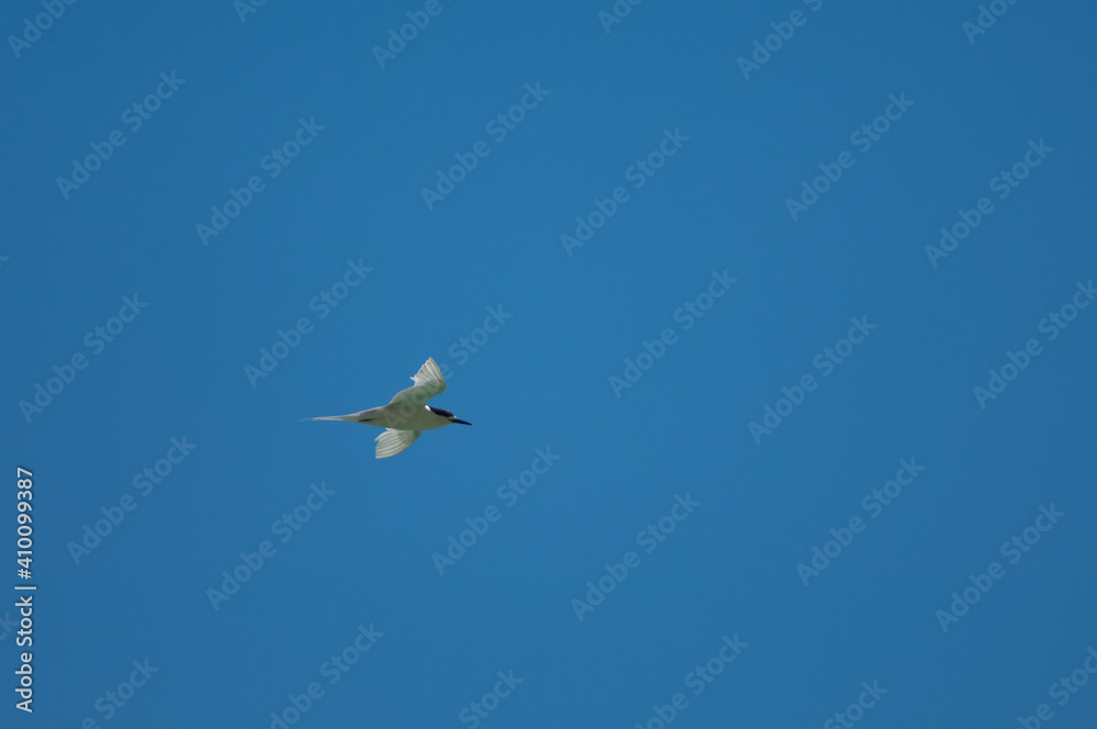 White-fronted tern Sterna striata in flight. Cape Kidnappers Gannet Reserve. North Island. New Zealand. White-fronted tern Sterna striata in flight. Cape Kidnappers Gannet Reserve. North Island. New Zealand.