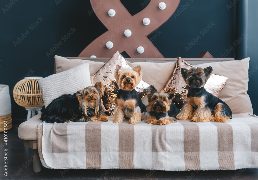 Four pretty yorkie on sofa in studio