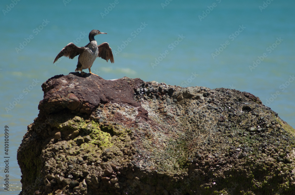 Pied shag Phalacrocorax varius drying. Cape Kidnappers Gannet Reserve. North Island. New Zealand. Pied shag Phalacrocorax varius drying. Cape Kidnappers Gannet Reserve. North Island. New Zealand.
