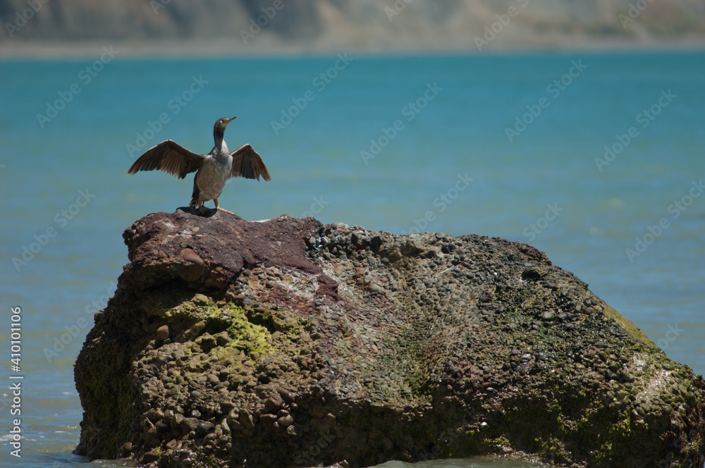 Pied shag Phalacrocorax varius drying. Cape Kidnappers Gannet Reserve. North Island. New Zealand. Pied shag Phalacrocorax varius drying. Cape Kidnappers Gannet Reserve. North Island. New Zealand.