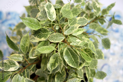 Benjamin's variegated ficus with water drops on the leaves.