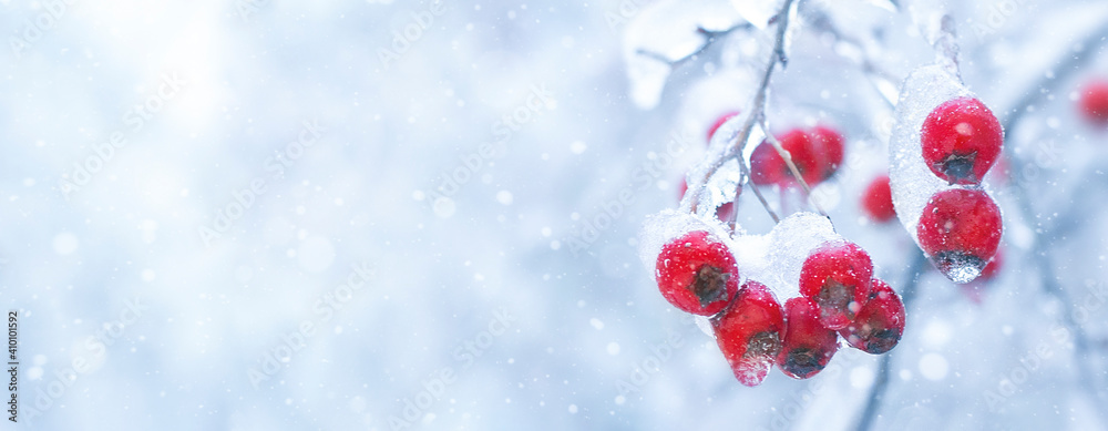 Winter branch of red berries on a white snowy background, banner. Winter branch of red berries on a white snowy background, banner.