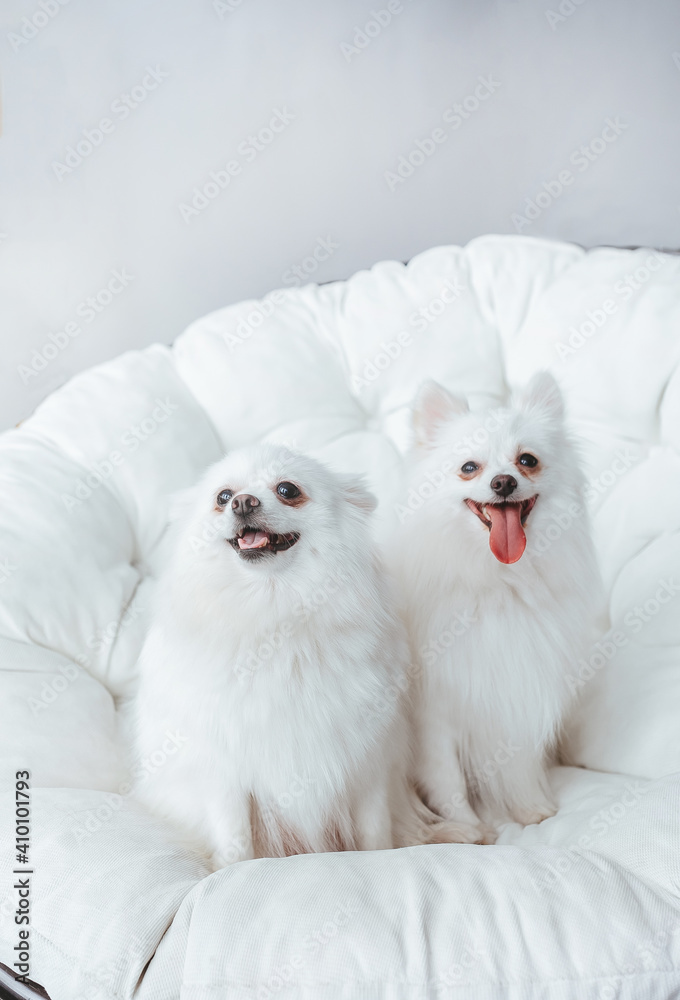 Fototapeta premium Two beautiful white spitz dogs sitting on soft sofa.