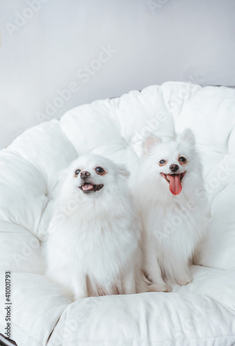 Two beautiful white spitz dogs sitting on soft sofa.