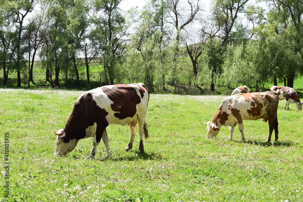 Dairy cows on the farm eating grass Dairy cows on the farm eating grass