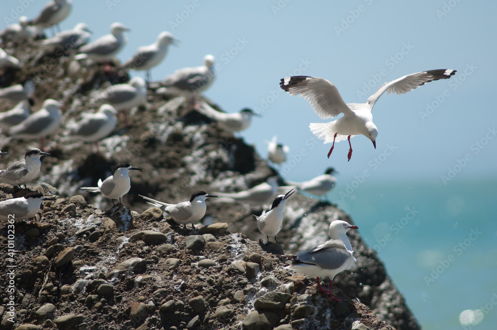 Red-billed gulls Chroicocephalus novaehollandiae scopulinus and white-fronted terns Sterna striata. Cape Kidnappers. North Island. New Zealand. Red-billed gulls Chroicocephalus novaehollandiae scopulinus and white-fronted terns Sterna striata. Cape Kidnappers. North Island. New Zealand.