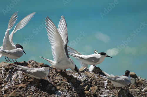 White-fronted terns Sterna striata. Cape Kidnappers Gannet Reserve. North Island. New Zealand.