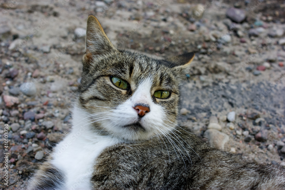 portrait of a cat