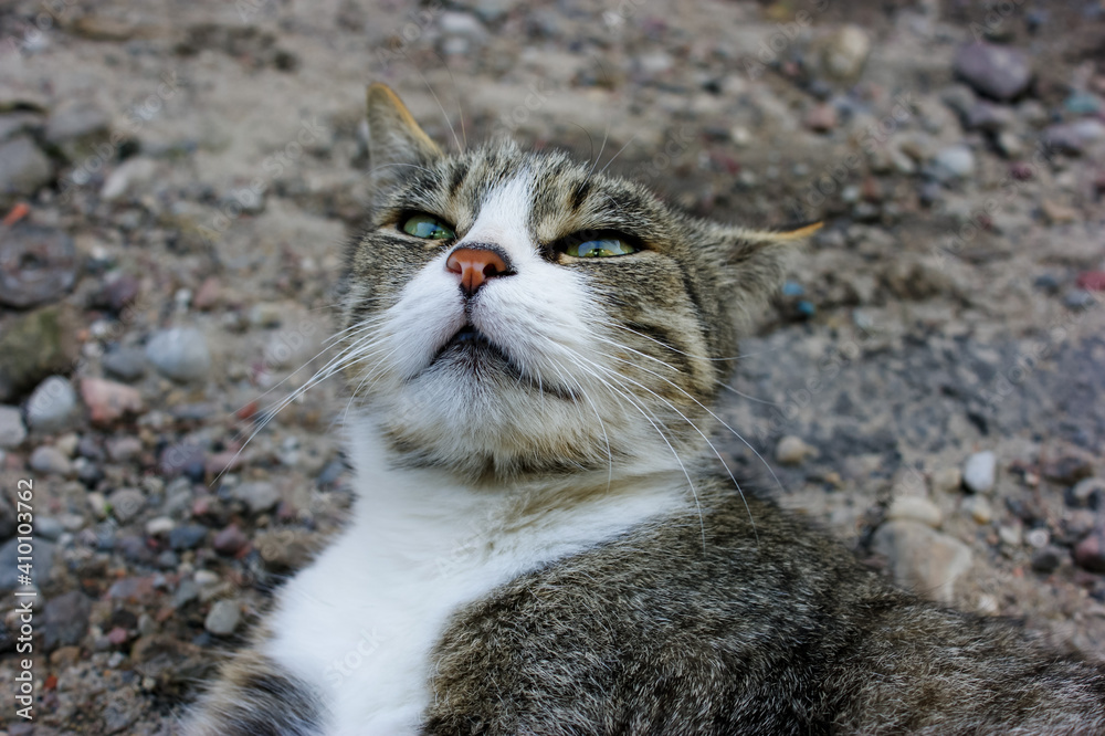 Obraz premium Gray cat lying on the ground