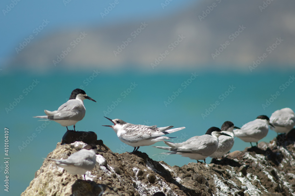 White-fronted terns Sterna striata. Juvenile asking for food. Cape Kidnappers Gannet Reserve. North Island. New Zealand. White-fronted terns Sterna striata. Juvenile asking for food. Cape Kidnappers Gannet Reserve. North Island. New Zealand.