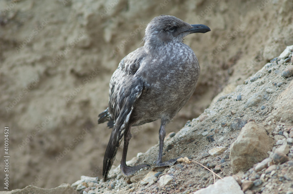 Obraz premium Black-backed gull Larus dominicanus. Juvenile with a broken wing. Cape Kidnappers Gannet Reserve. North Island. New Zealand.